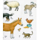  My first English words. Animals / Тварини